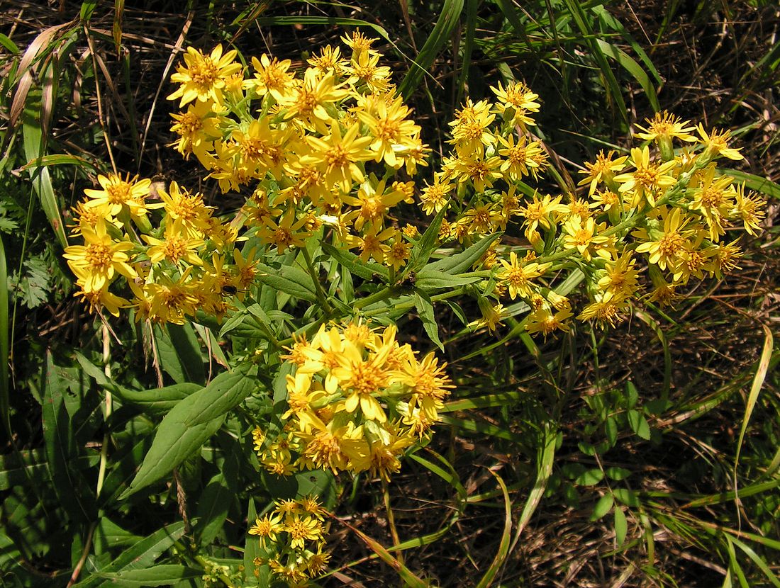 Image of Solidago virgaurea ssp. dahurica specimen.