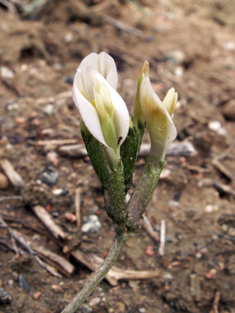 Image of Astragalus ortholobiformis specimen.