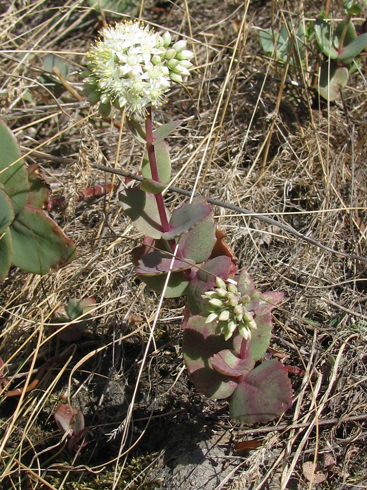 Изображение особи Hylotelephium stepposum.