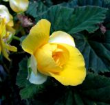 Begonia × tuberhybrida. Цветок. Словения, Гореньска, г. Блед, клумба. 09.09.2012.