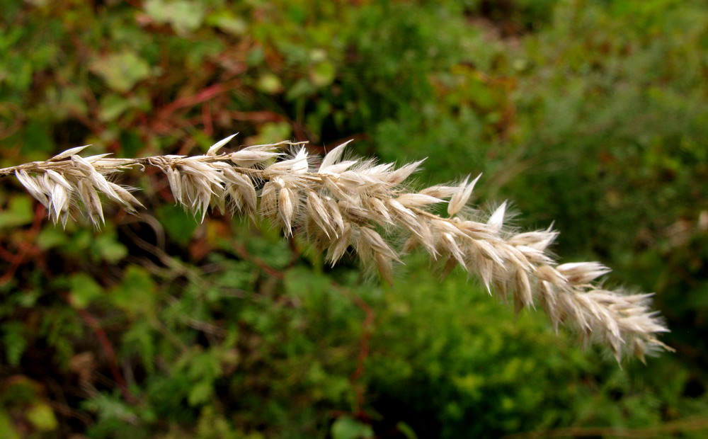 Image of Melica transsilvanica specimen.