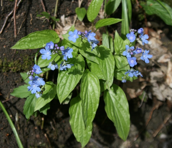 Image of Omphalodes cappadocica specimen.