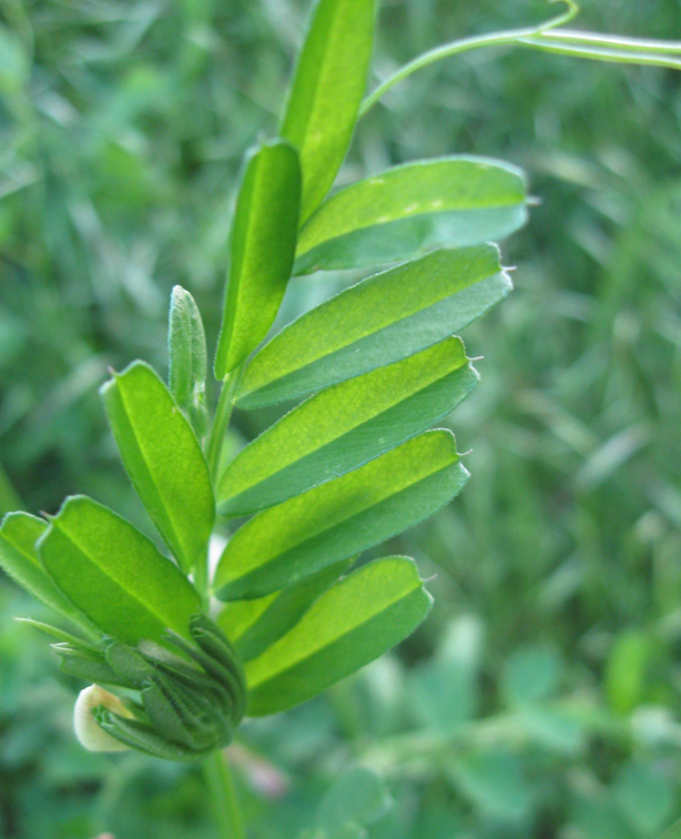 Image of Vicia grandiflora specimen.