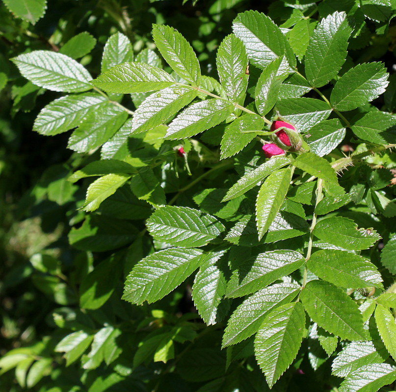 Image of Rosa rugosa specimen.