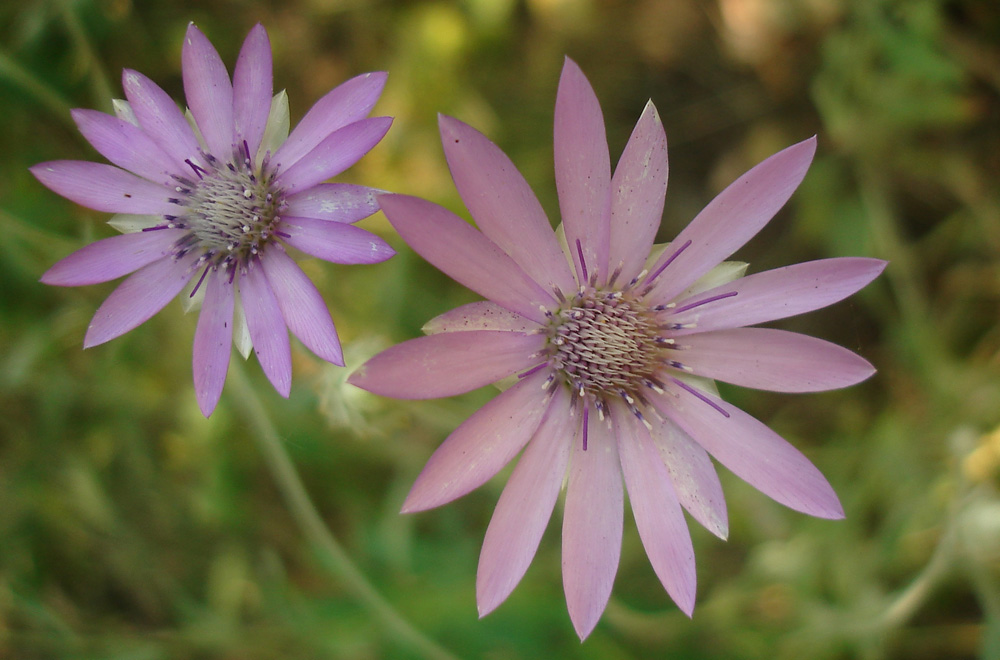 Image of Xeranthemum annuum specimen.