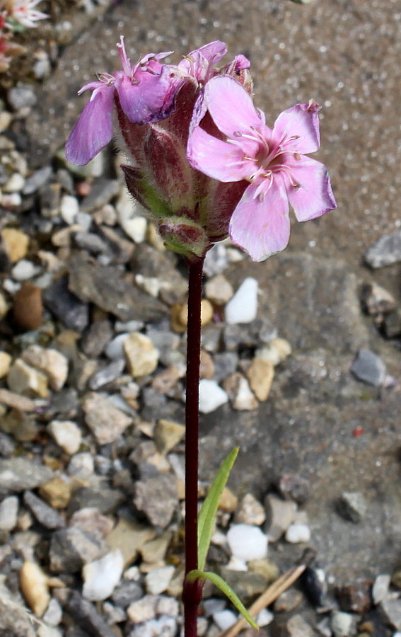 Image of Saponaria caespitosa specimen.