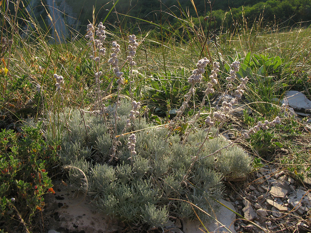 Изображение особи Artemisia caucasica.