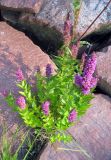 Lythrum salicaria. Цветущее растение. Финляндия, Аландские о-ва, окр. г. Марианхамина. 21 июля 2013 г.