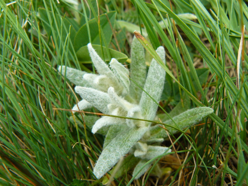 Image of Cerastium biebersteinii specimen.