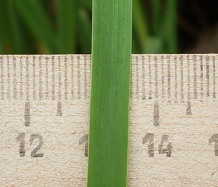 Image of Typha laxmannii specimen.