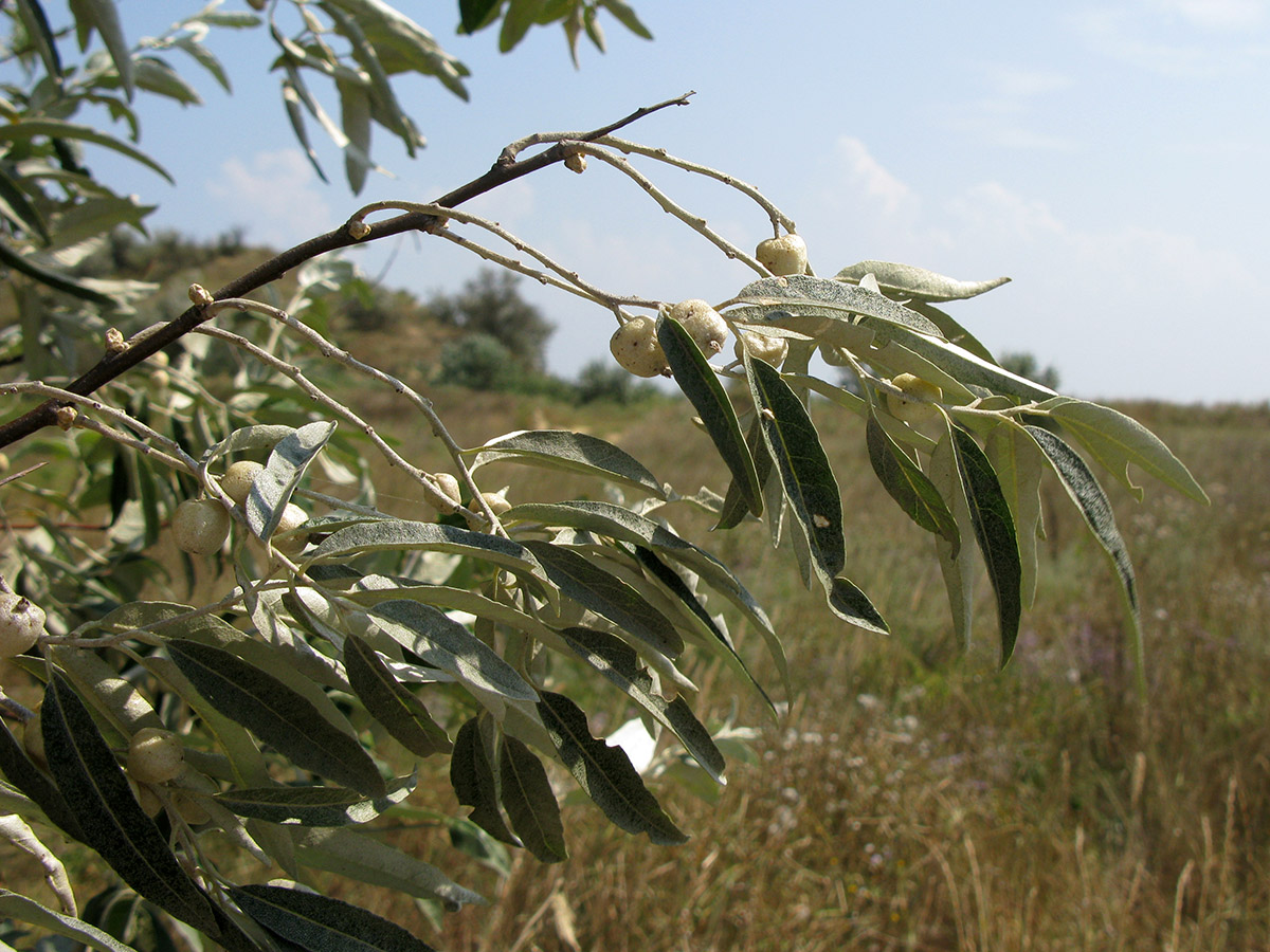 Image of Elaeagnus angustifolia specimen.