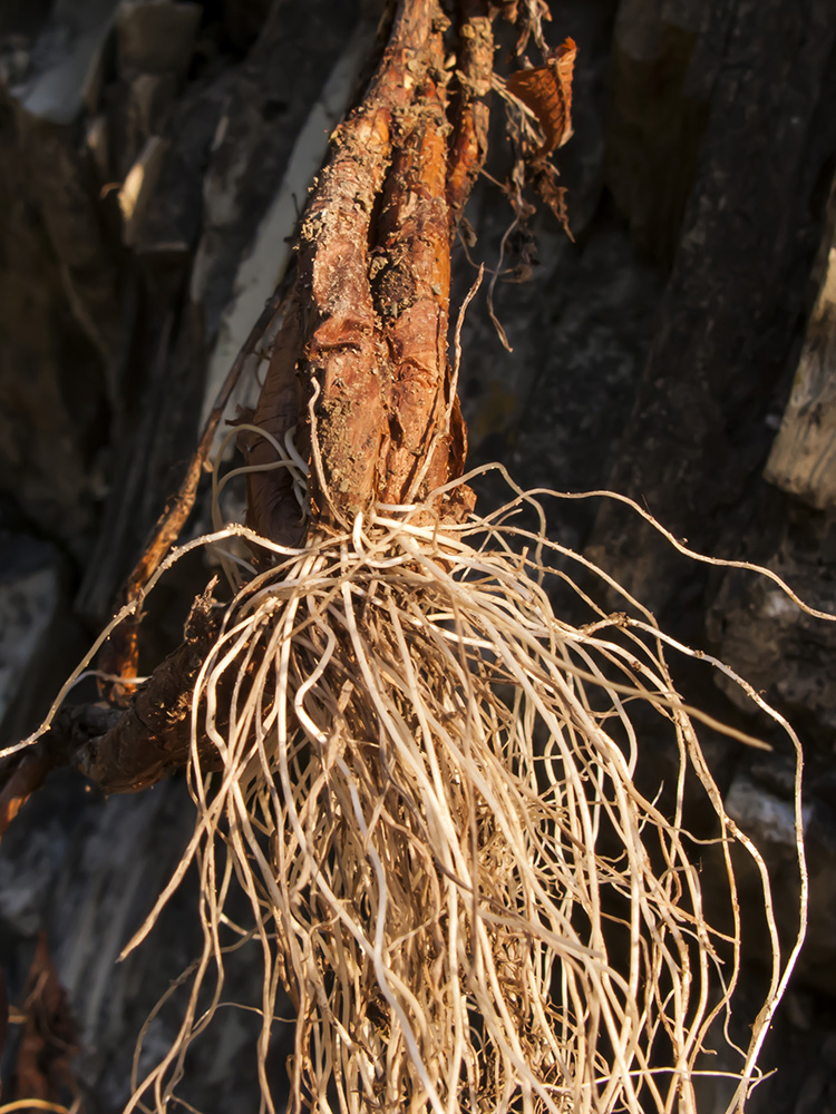 Image of Allium psebaicum specimen.