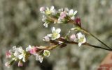 Polygonum pulchellum. Верхушка цветущего побега. Краснодарский край, Ейский п-ов, урочище Выселки. 24.10.2013.