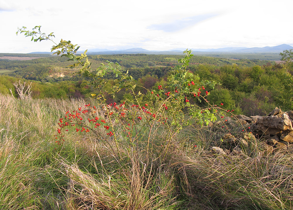 Image of genus Rosa specimen.