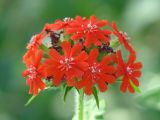 Lychnis chalcedonica. Соцветие. Иркутская обл., Иркутский р-н, окр. с. Пивовариха, у р. Ушаковка. 23.07.2013.