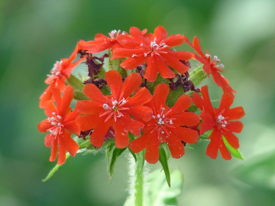 Изображение особи Lychnis chalcedonica.