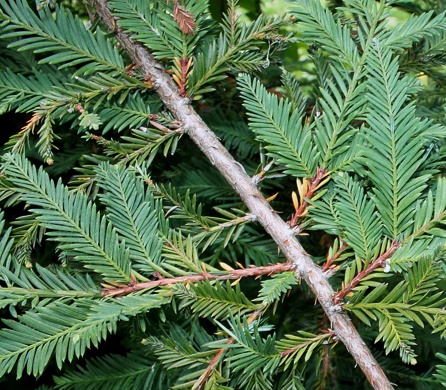 Изображение особи семейство Taxaceae.