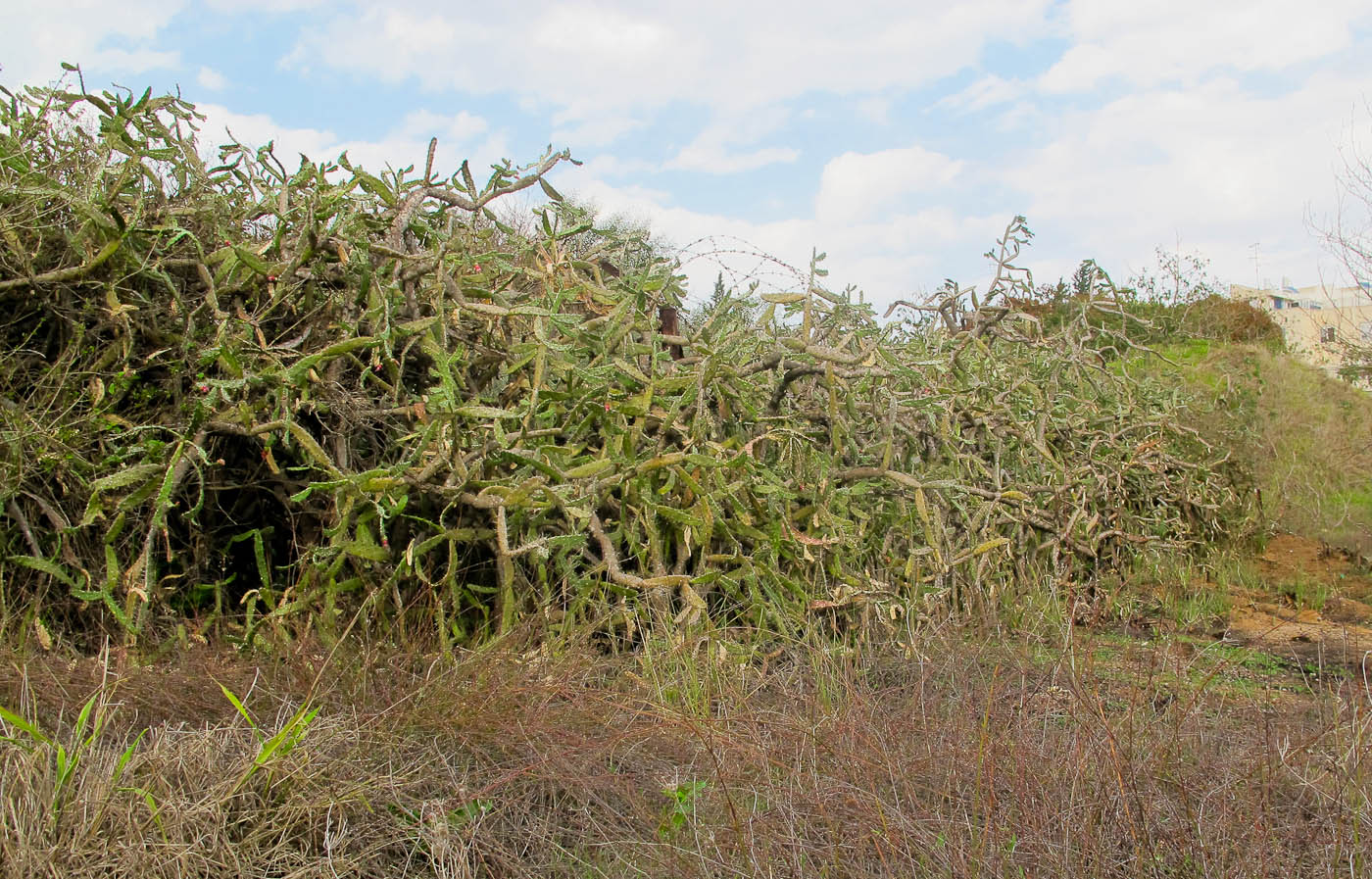 Image of Opuntia cochenillifera specimen.