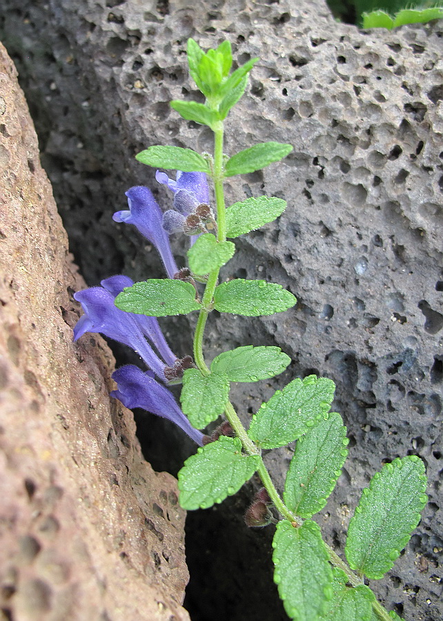 Image of genus Scutellaria specimen.