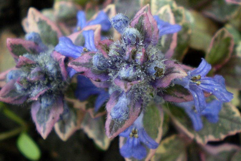 Image of Ajuga reptans specimen.