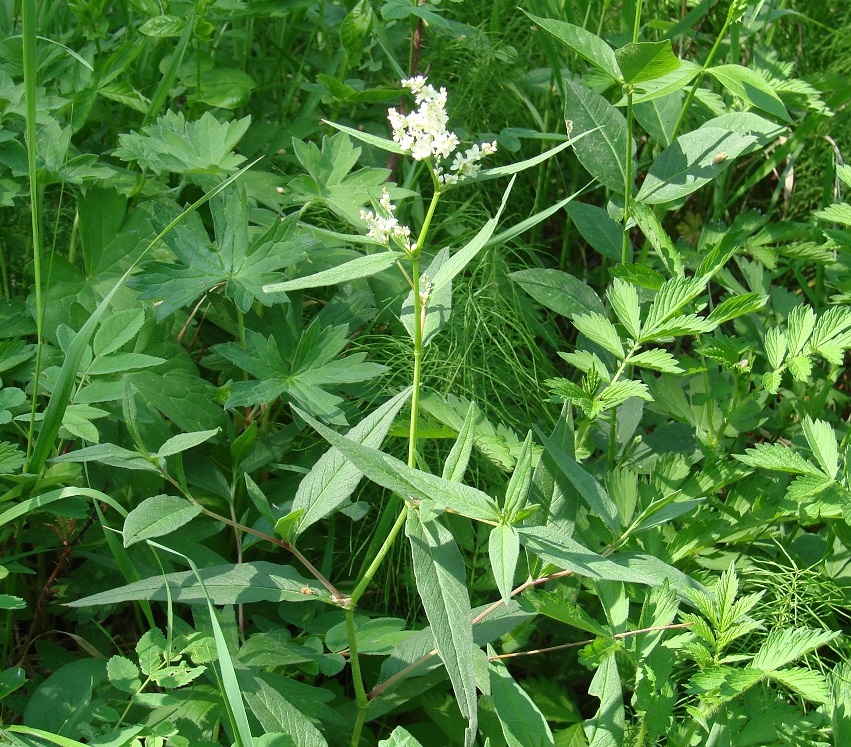 Изображение особи Aconogonon alpinum.