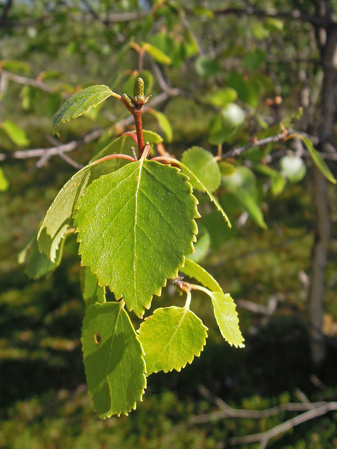 Изображение особи род Betula.