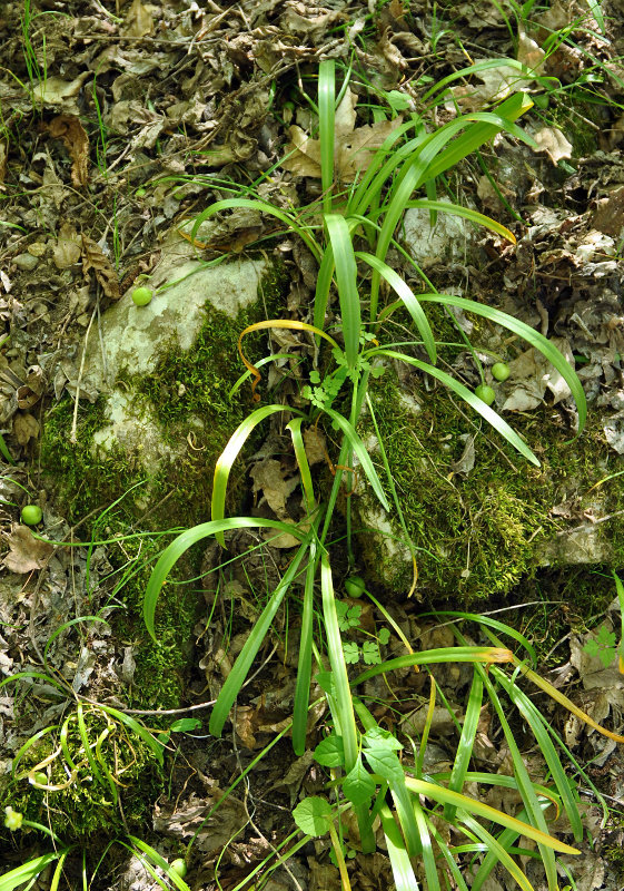 Изображение особи Galanthus caspius.