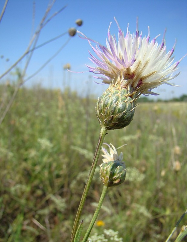 Image of Klasea radiata specimen.