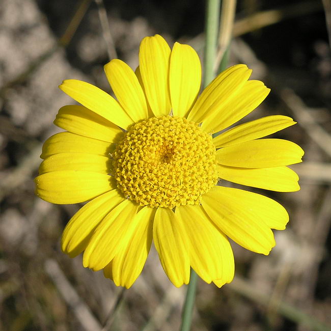 Изображение особи Anthemis tinctoria.