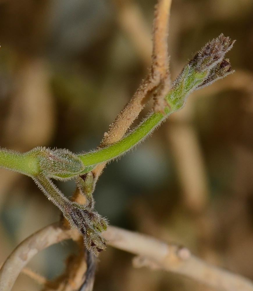 Image of Pergularia tomentosa specimen.