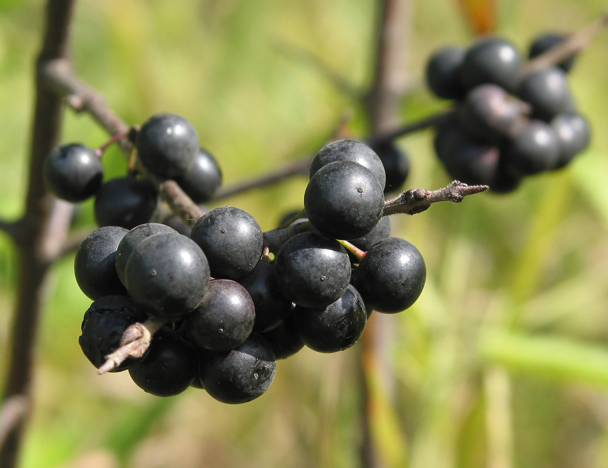 Image of Rhamnus cathartica specimen.