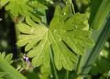 Geranium pusillum