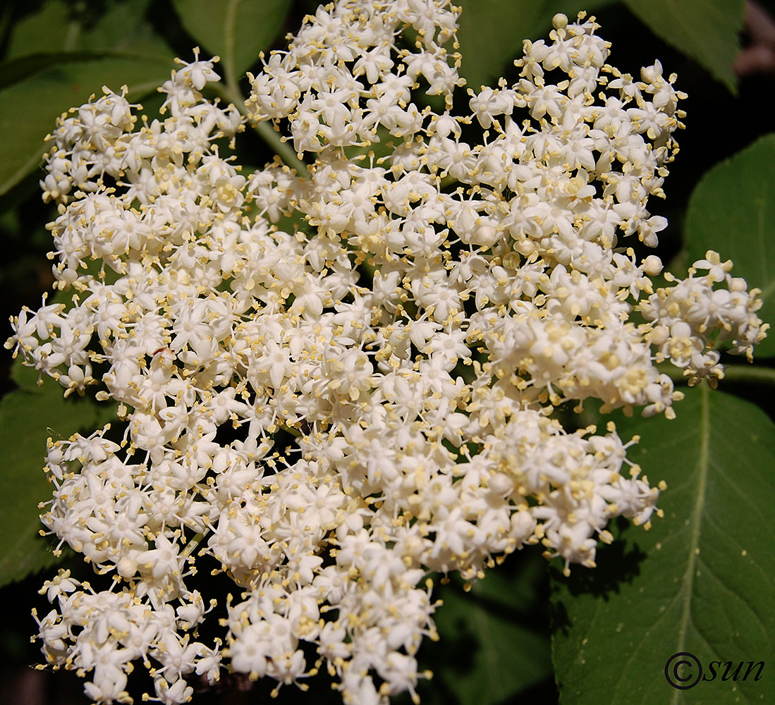 Image of Sambucus nigra specimen.