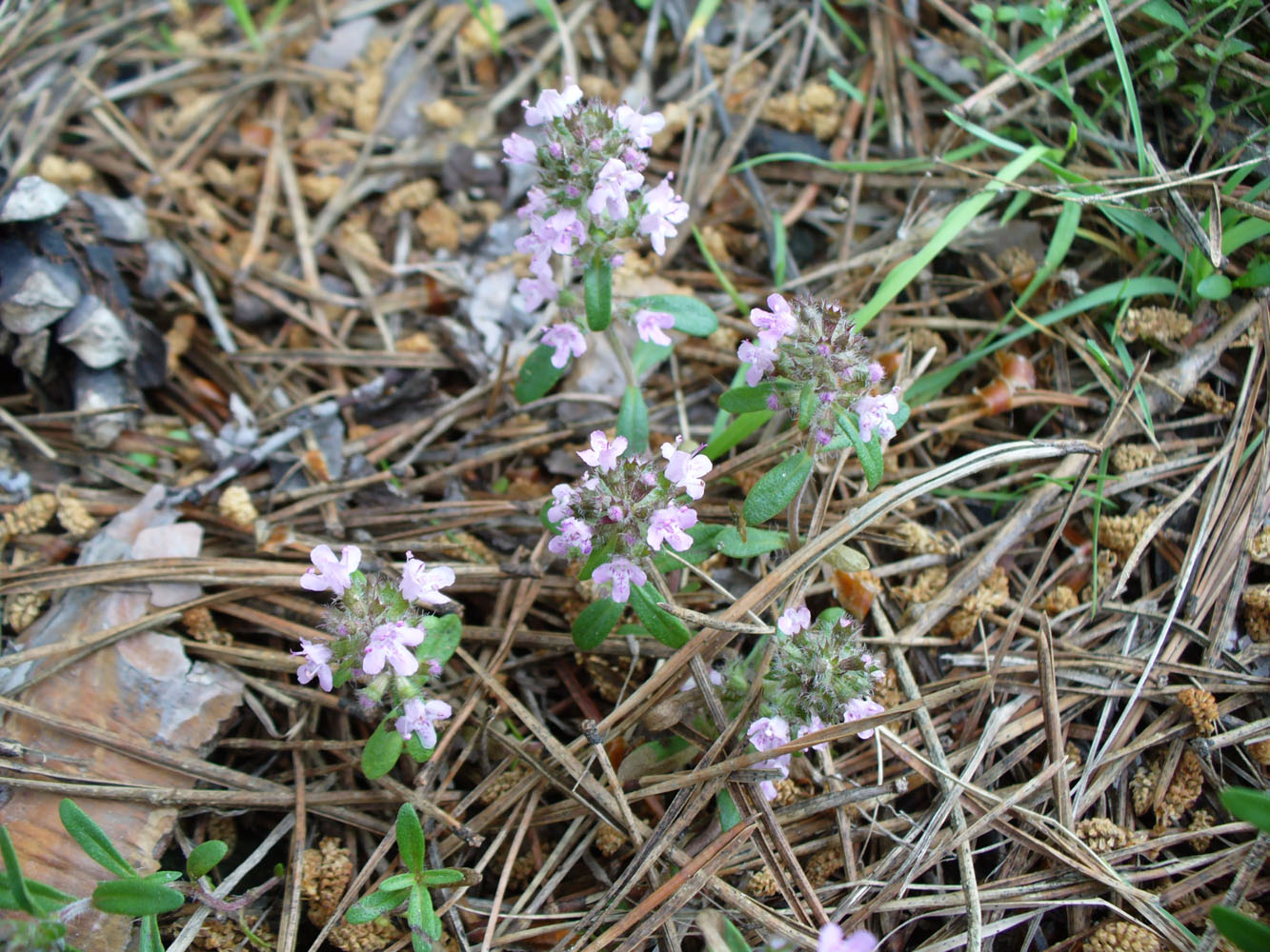 Изображение особи род Thymus.