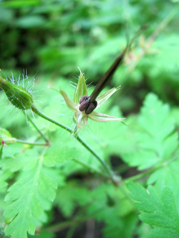 Изображение особи Geranium robertianum.