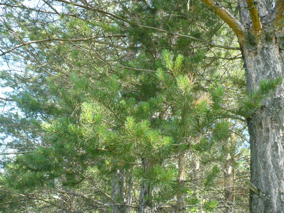 Image of Pinus sylvestris specimen.