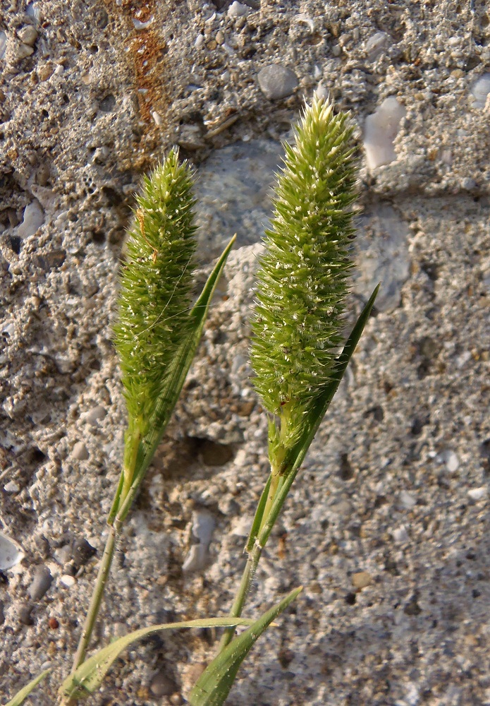 Image of Rostraria cristata specimen.