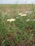 род Achillea