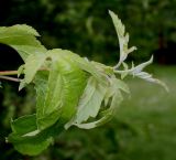 Malus toringo. Верхняя часть побега. Германия, г. Дюссельдорф, Ботанический сад университета. 03.06.2014.