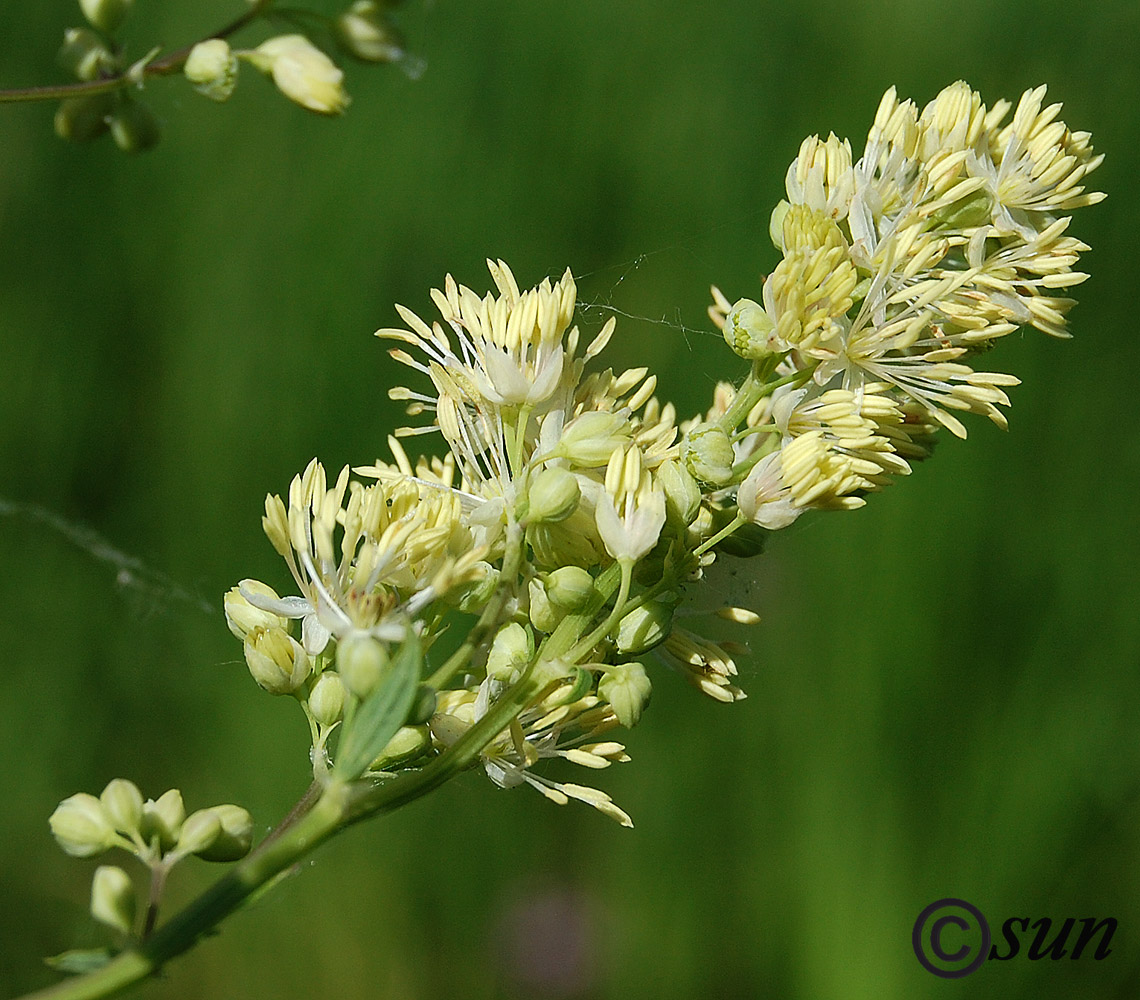 Изображение особи Thalictrum flavum.