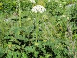 Heracleum dissectum