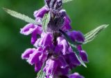 Phlomoides oreophila