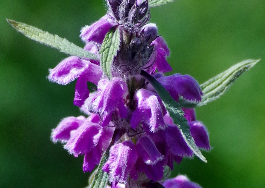 Image of Phlomoides oreophila specimen.