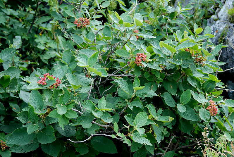 Image of Viburnum lantana specimen.