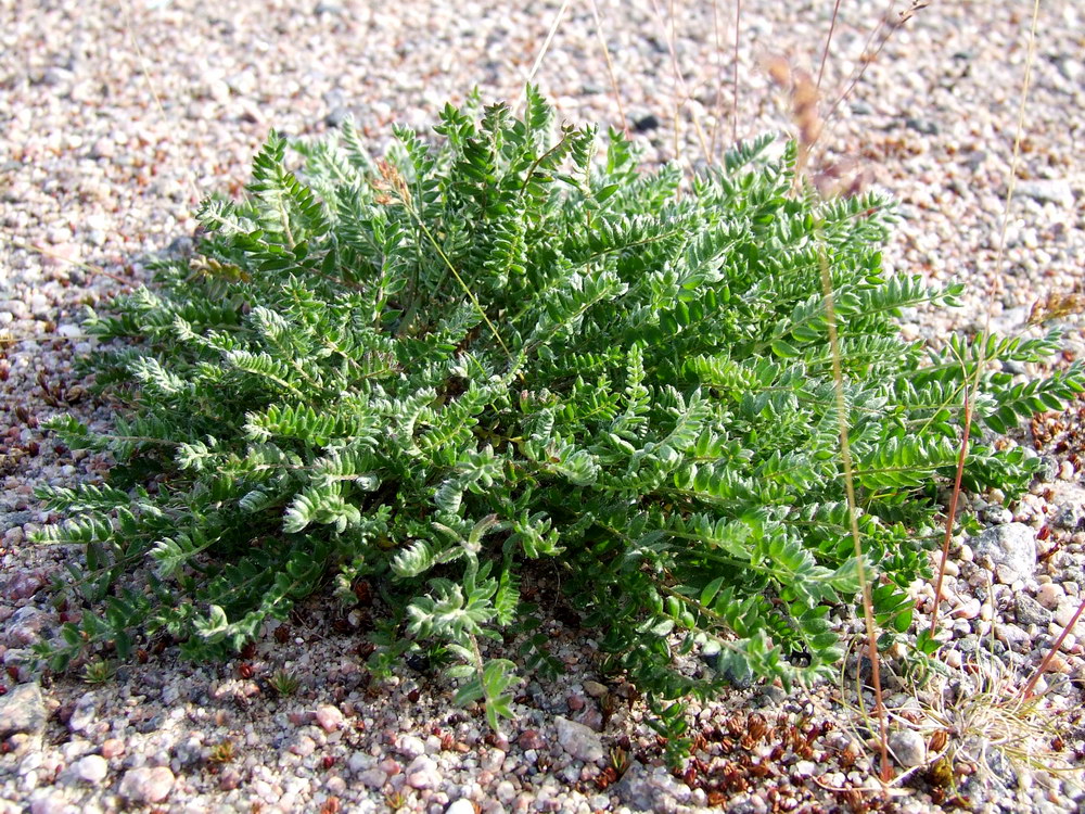 Изображение особи Oxytropis sordida.