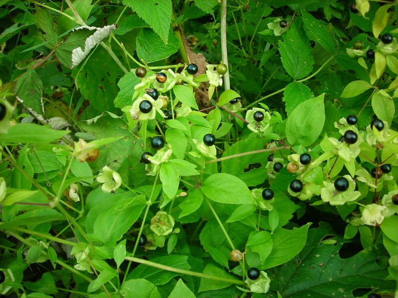 Изображение особи Cucubalus baccifer.