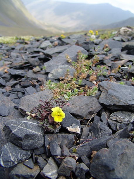 Image of Viola minuta specimen.