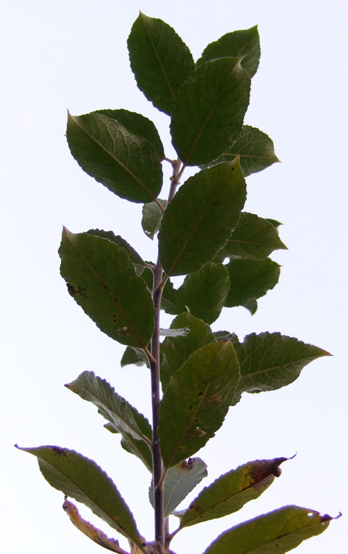 Image of Salix caprea specimen.