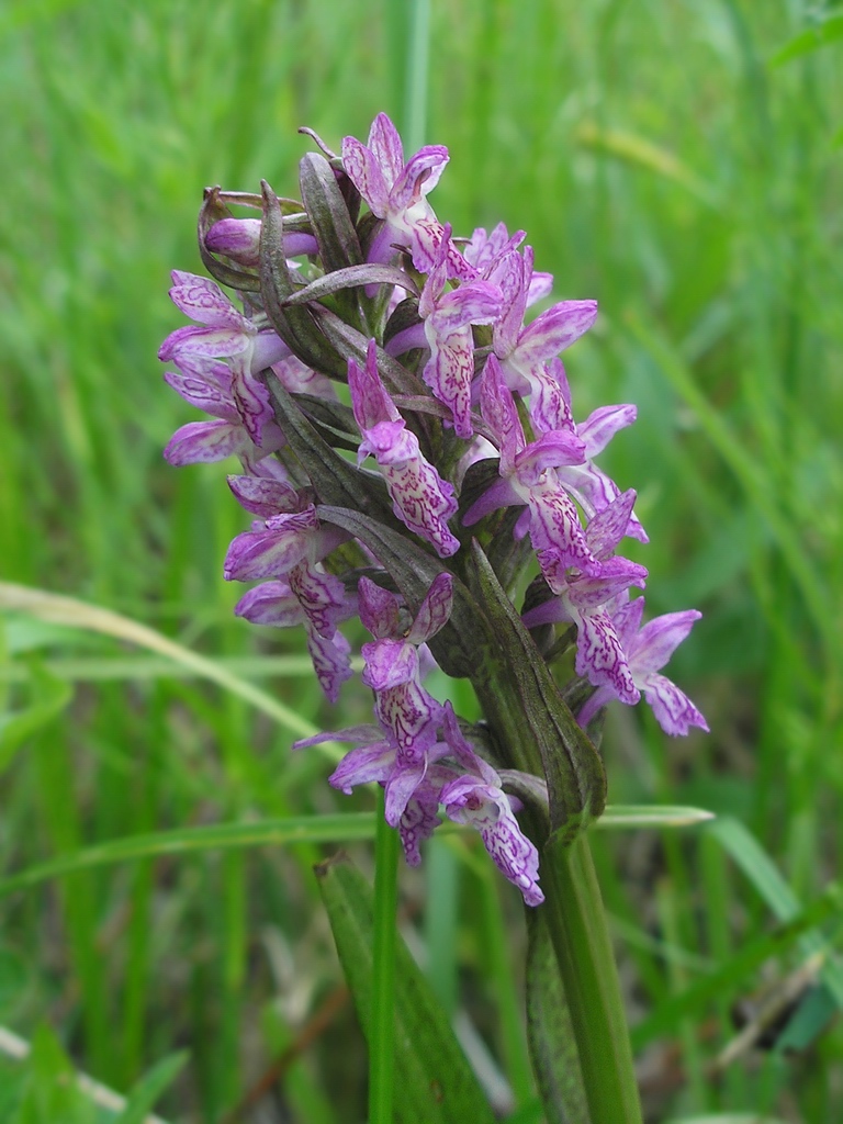 Изображение особи Dactylorhiza incarnata.