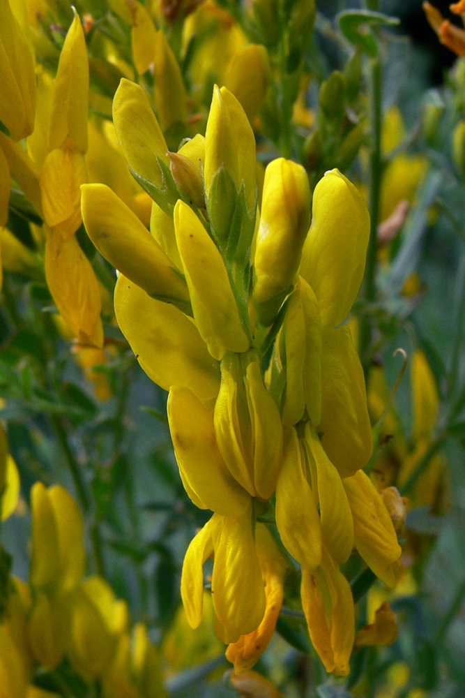 Image of Genista tinctoria specimen.